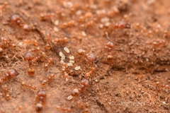 Pheidole fervida