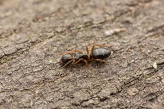 Camponotus itoi