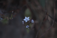 Plumbago pulchella