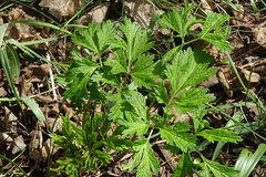 Physospermum