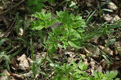 Physospermum