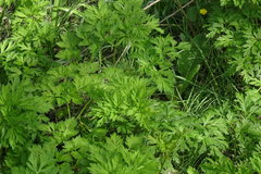 Physospermum