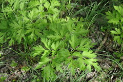 Physospermum