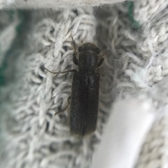 Melalgus plicatus