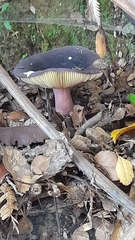 Russula tawai