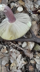 Russula tawai