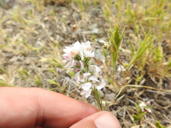 Hesperolinon congestum