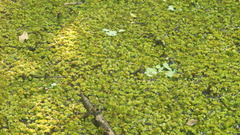 Salvinia auriculata