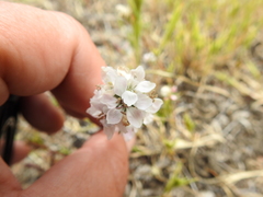 Hesperolinon congestum