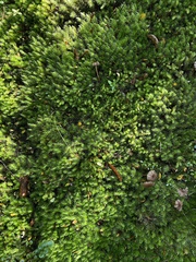 Ptychomnion aciculare