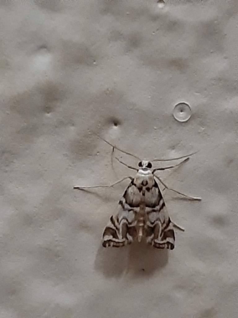 Argyractis subornata