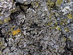 Phaeophyscia