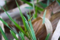 Agriocnemis kalinga
