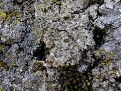 Phaeophyscia