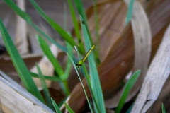 Agriocnemis kalinga