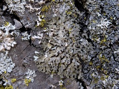 Phaeophyscia