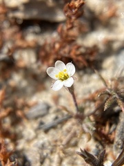 Leptosiphon pygmaeus