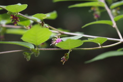 Callicarpa mollis