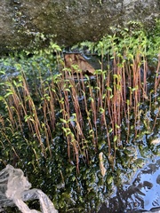 Amblystegium