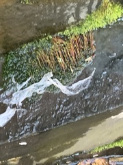 Amblystegium