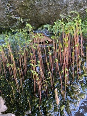 Amblystegium