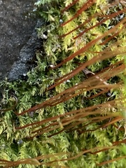 Amblystegium