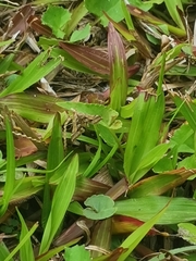 Diasemia accalis