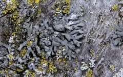Phaeophyscia