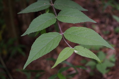Callicarpa mollis