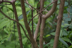 Callicarpa mollis
