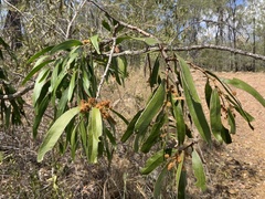 Acacia fasciculifera