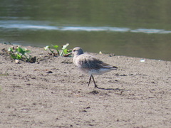 Calidris canutus
