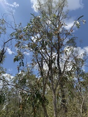 Acacia fasciculifera