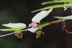 Callicarpa mollis