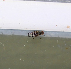 Pseudotephritina cribellum