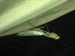 Macromantis hyalina