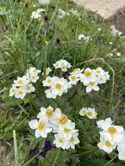 Anemonastrum protractum