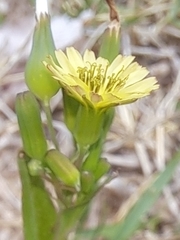 Ixeris chinensis