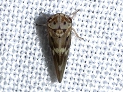 Agalliopsis (Agallaria) cervina image