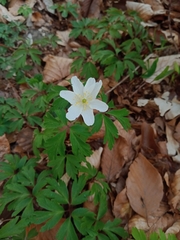 Anemonoides nemorosa