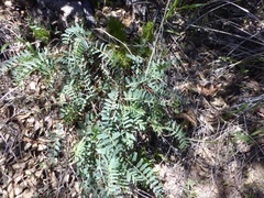 Astragalus douglasii