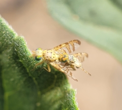 Chaetorellia succinea