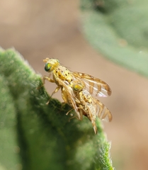 Chaetorellia succinea