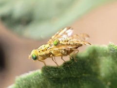 Chaetorellia succinea