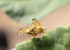 Chaetorellia succinea