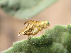 Chaetorellia succinea