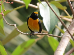 Euphonia minuta