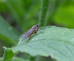 Rhagio annulatus