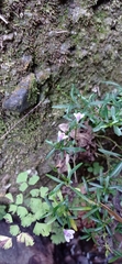 Dianthera lindeniana