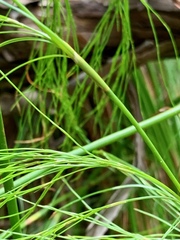Baloskion tetraphyllum tetraphyllum